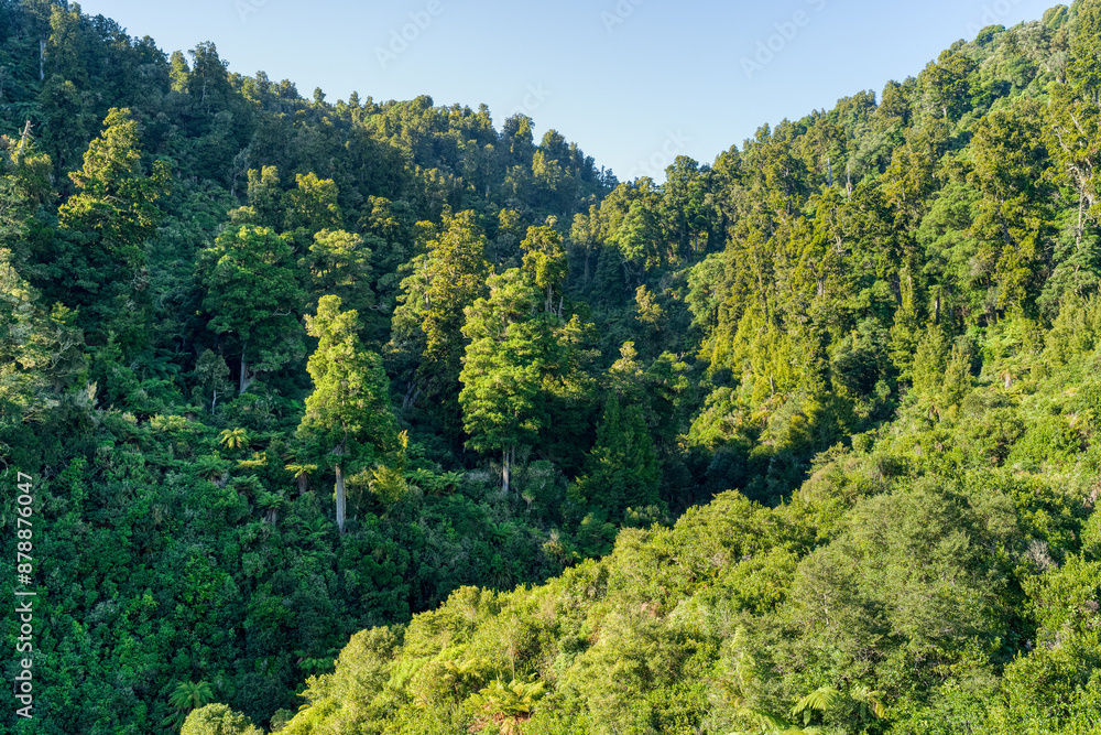 Dense native bush in the North Island of New Zealand Dense native bush in the North Island of New Zealand