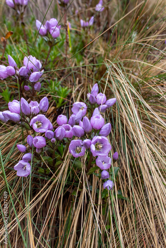 Blue flowers of native plants, highland Andean