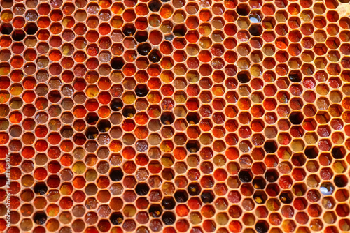 Frame with honey and honeycomb filled with bee bread and honey close-up. Beekeeping and healthy eating concept