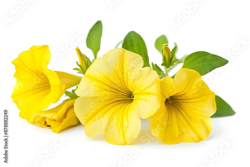 Yellow Petunia Isolated on White Background. Beautiful Petunia Flower