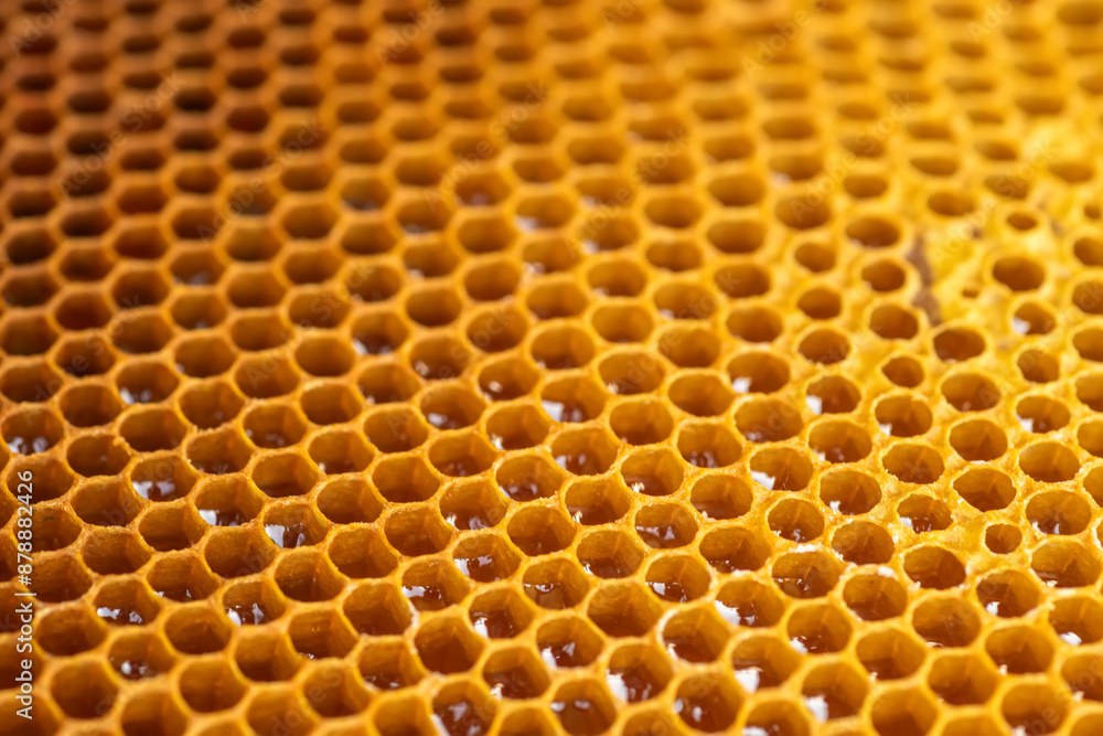 honeycomb frame, revealing the intricate structure of beeswax cells filled with golden honey. beekeeping and healthy lifestyle concept. honeycomb frame, revealing the intricate structure of beeswax cells filled with golden honey. beekeeping and healthy lifestyle concept.