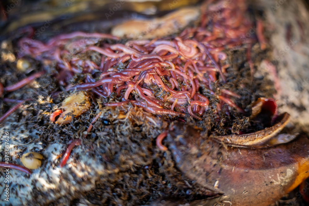 worms in compost pile. making a thermophilic compost with soil biology for fertilizer on a farm in a mesh ring worms in compost pile. making a thermophilic compost with soil biology for fertilizer on a farm in a mesh ring