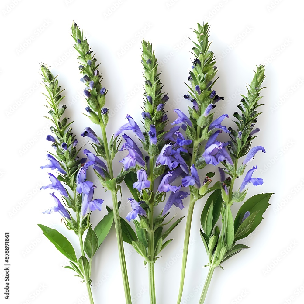 Purple Veronica Isolated on White Background. Beautiful Veronica Flower Purple Veronica Isolated on White Background. Beautiful Veronica Flower