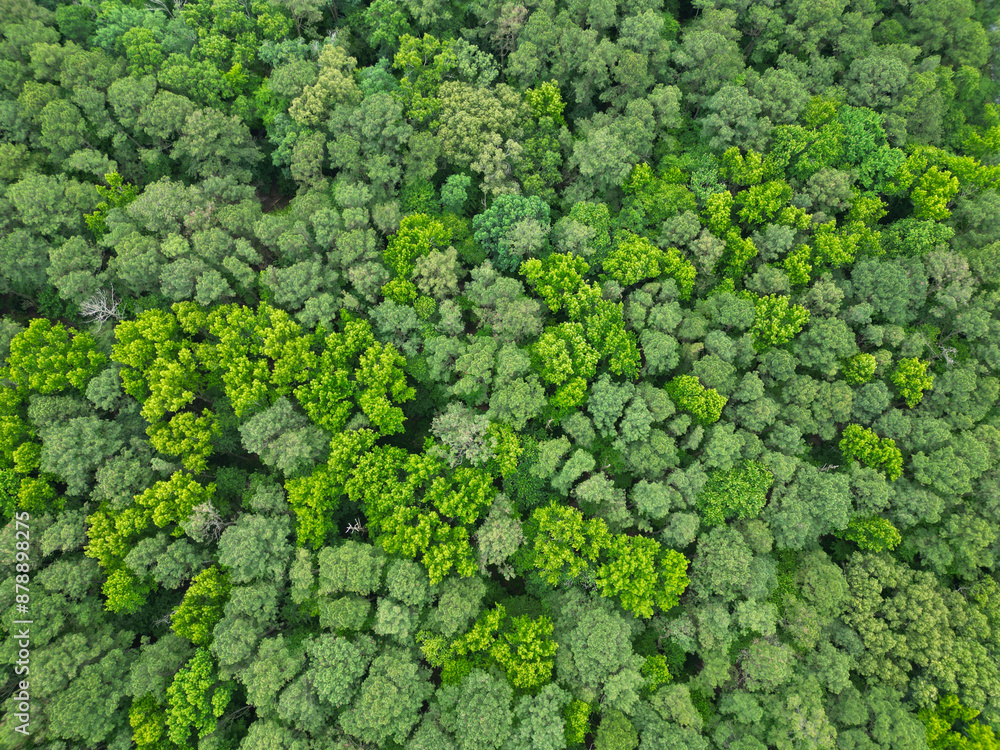 Aerial view of the forest. Aerial view green forest woods landscape in spring. Nature aerial view. Landscape of green forest. Summer forest. Scenic landscape of woodland. Rainforest ecosystem Aerial view of the forest. Aerial view green forest woods landscape in spring. Nature aerial view. Landscape of green forest. Summer forest. Scenic landscape of woodland. Rainforest ecosystem