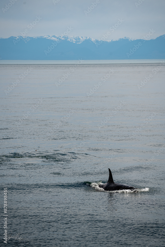 Fototapeta premium orca up close