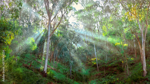Misty morning in the Australian High Country