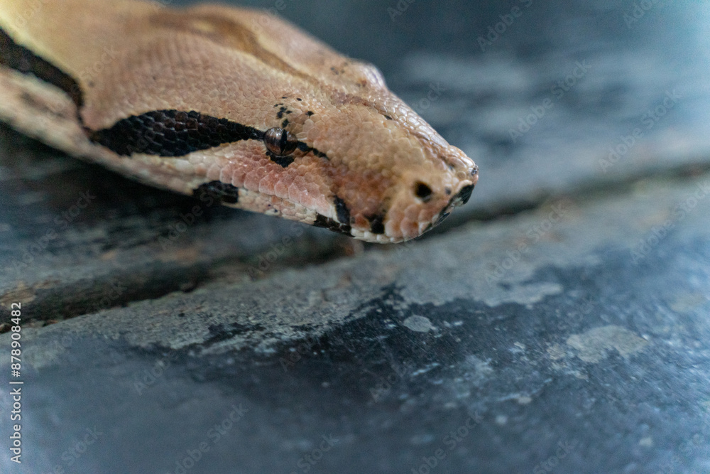 A red-tailed boa gracefully slithers across the forest floor, its muscular, patterned body blending seamlessly with the earthy surroundings A red-tailed boa gracefully slithers across the forest floor, its muscular, patterned body blending seamlessly with the earthy surroundings