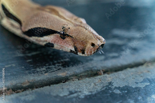 A red-tailed boa gracefully slithers across the forest floor, its muscular, patterned body blending seamlessly with the earthy surroundings