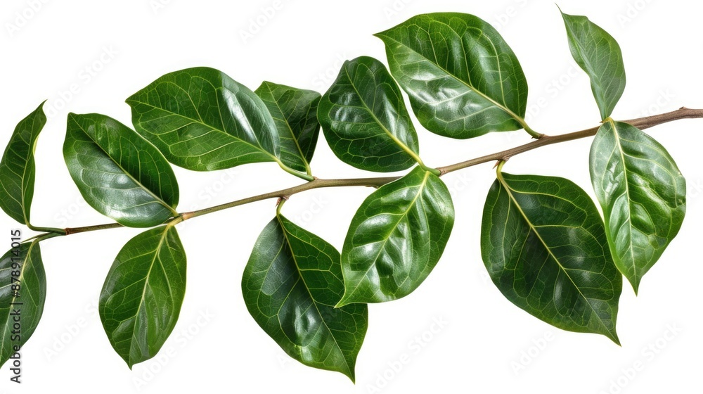 A close-up shot of a branch from a tree with lush green leaves A close-up shot of a branch from a tree with lush green leaves