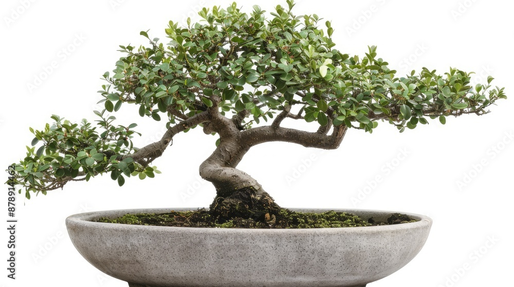 Bonsai tree in ceramic pot on white background with clipping path Bonsai tree in ceramic pot on white background with clipping path
