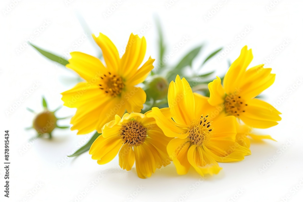 Coreopsis Isolated on White Background. Beautiful Coreopsis Flower Coreopsis Isolated on White Background. Beautiful Coreopsis Flower