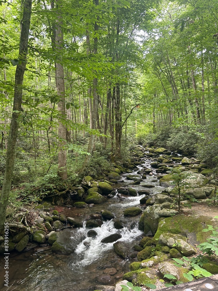 Obraz premium stream in the forest