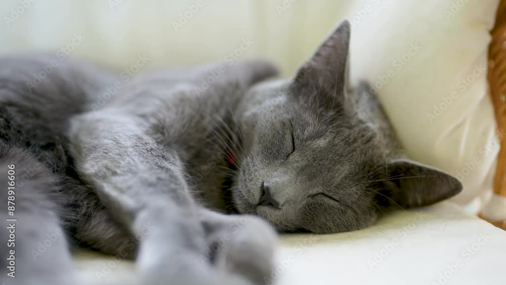 Young playful Russian Blue cat sleeping indoors on a sunny morning. Gorgeous blue-gray cat having rest on the sofa. Family pet at home. Young playful Russian Blue cat sleeping indoors on a sunny morning. Gorgeous blue-gray cat having rest on the sofa. Family pet at home.