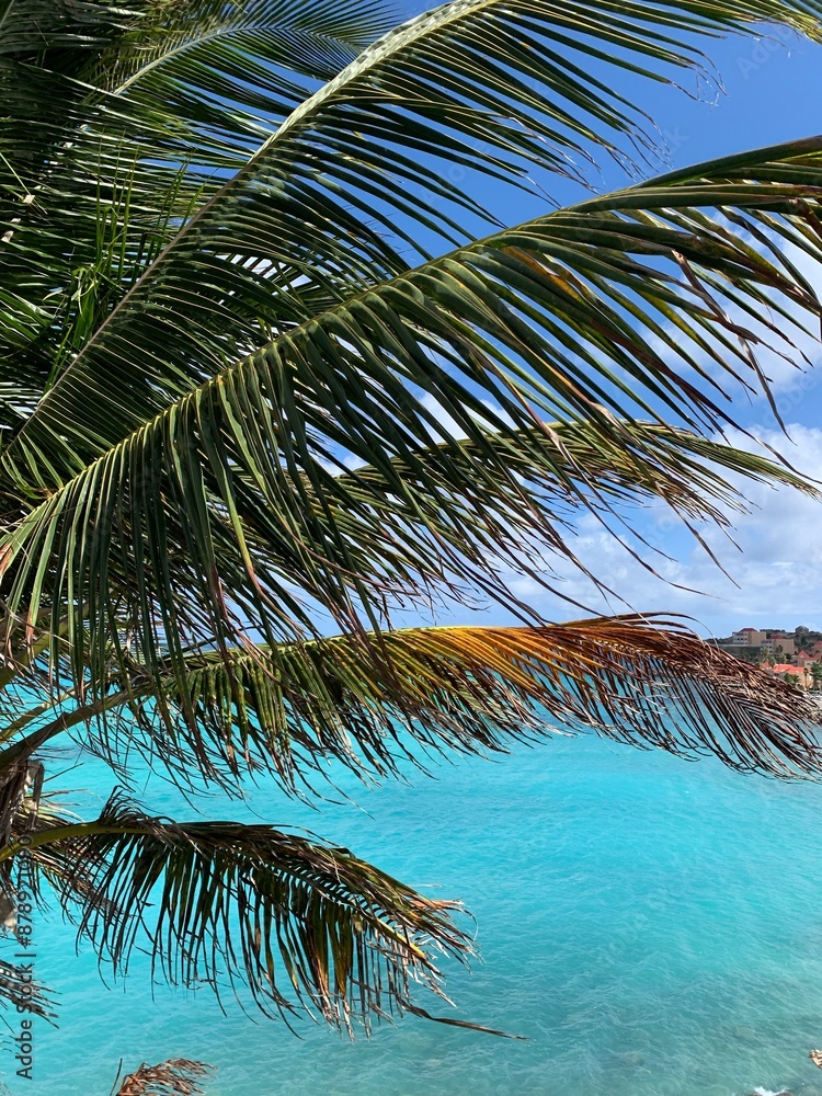 Fototapeta premium coconut tree on the palm beach
