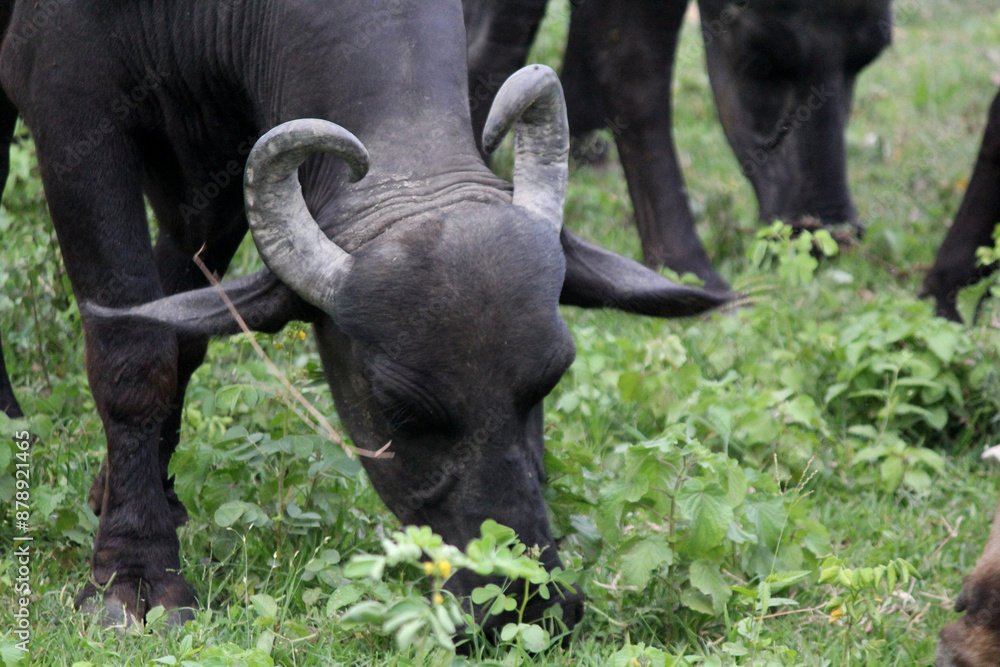 close up shot of buffalo italian buffalo and indian buffalo in grass field 4k close up shot of buffalo italian buffalo and indian buffalo in grass field 4k