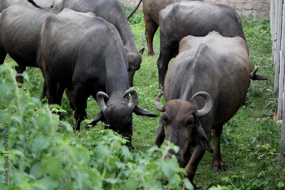 close up shot of buffalo italian buffalo and indian buffalo in grass field 4k