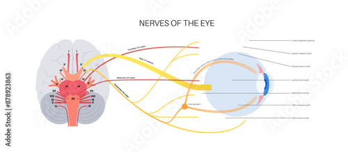 Motor nerves of the eye photo