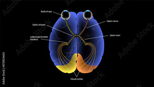 Optic nerve anatomy