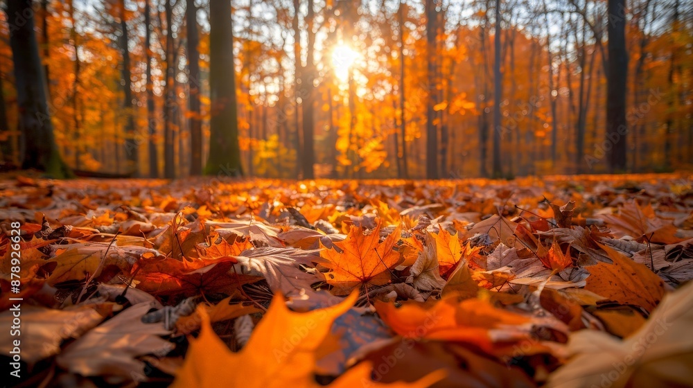 A dense forest in autumn, a carpet of fallen leaves, sunlight streaming through the trees A dense forest in autumn, a carpet of fallen leaves, sunlight streaming through the trees