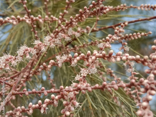 Tamarix aphylla flower with blue sky background.Athel tamarisk flower .Athel flower or Athel pine plant flower 