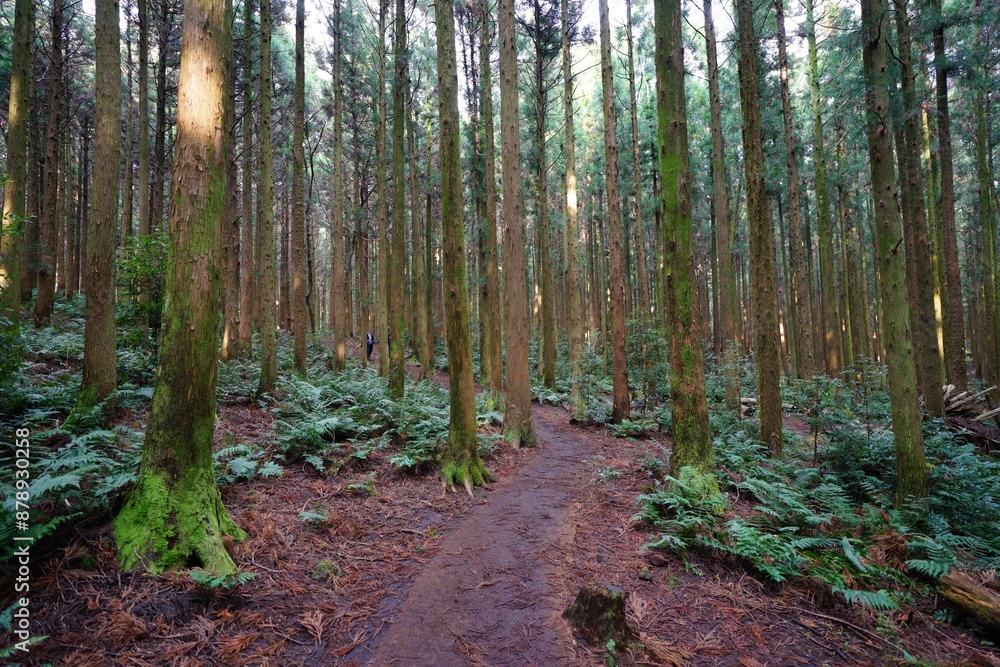 Fototapeta premium cedar forest and path in the gleaming sunlight