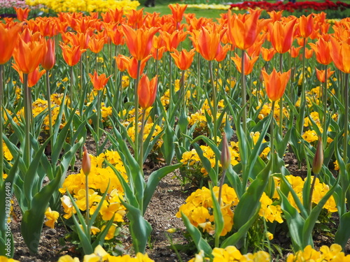 チューリップの花畑