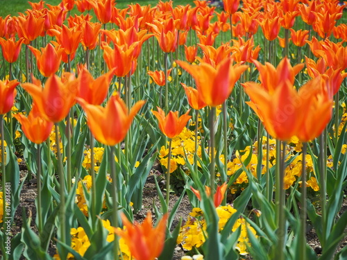 チューリップの花畑