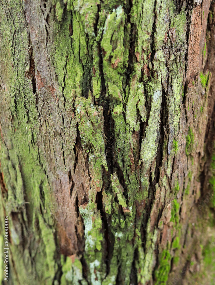 Moss on bark in the forest Moss on bark in the forest