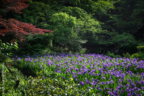 Iris garden at the Nezu Museum famous for six panels by Ogata Korin in Tokyo, Japan. May 2, 2024