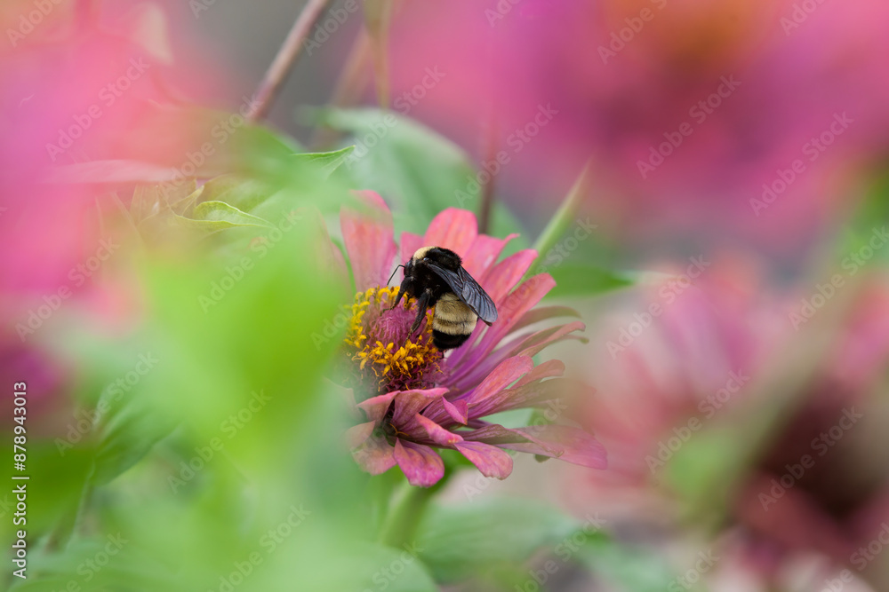 Dreamy bee on a flower Dreamy bee on a flower
