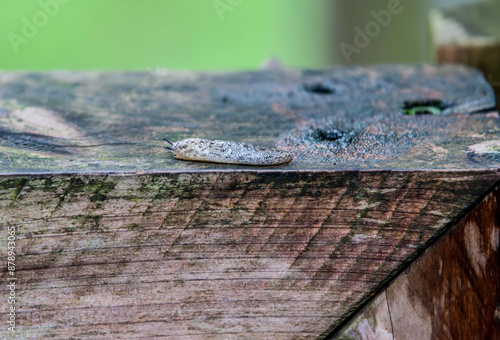 Slug on a fence.