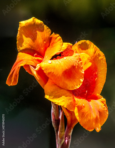 Bearded Iris in orange.