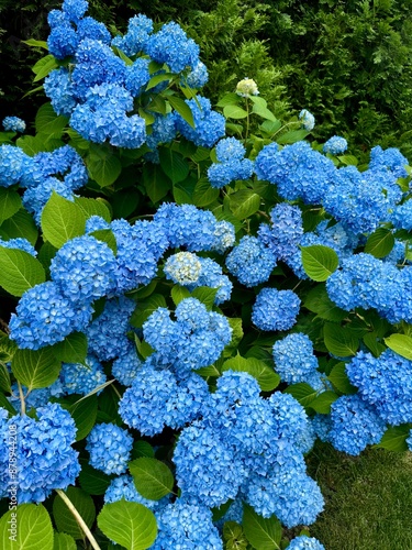blue hydrangea flowers