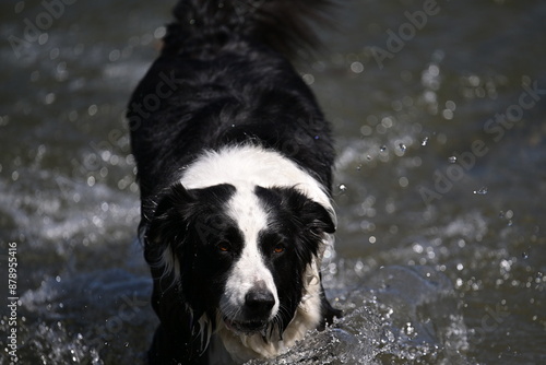 dog in water, black and white dog