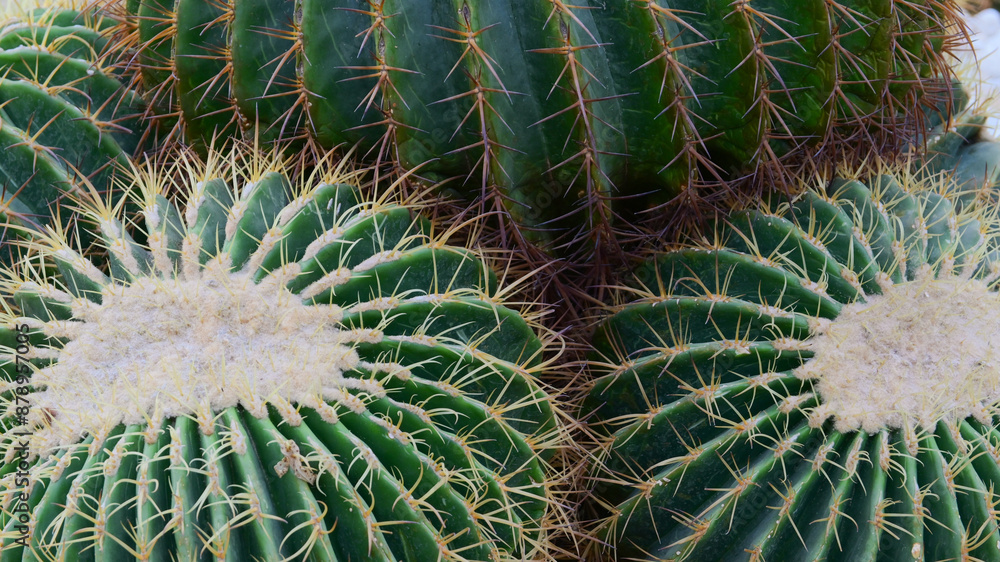 sphere cactus in the greenhouse garden sphere cactus in the greenhouse garden