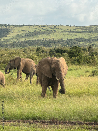 Elephants in Masai Mara