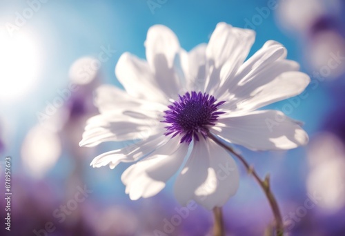 sky light serene illuminated coming flower blue vibrant white purple contrast background colourful blueskies whiteflower beauty softlight nature photo