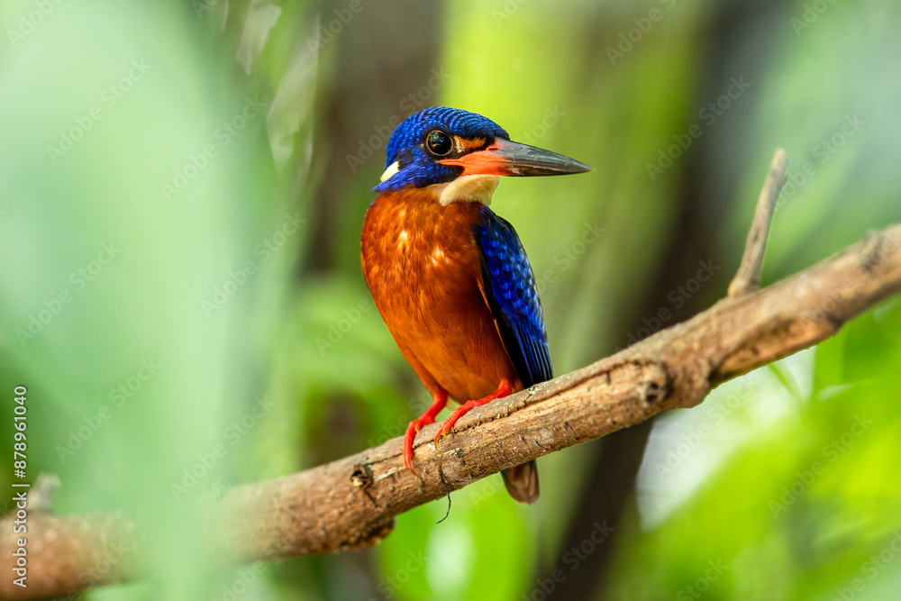 The beauty of kingfishers in nature in Thailand. The beauty of kingfishers in nature in Thailand.