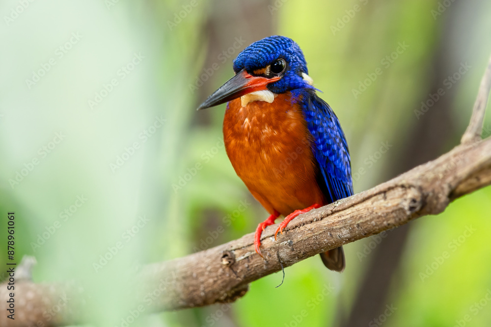 Fototapeta premium The beauty of kingfishers in nature in Thailand.