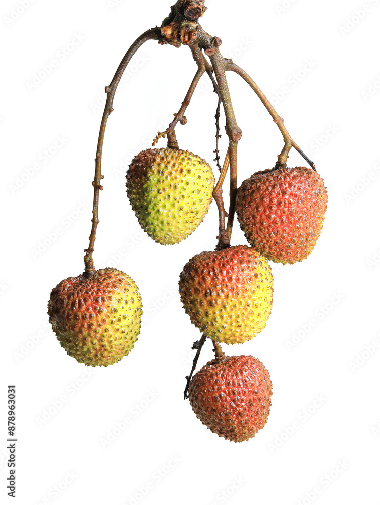 lychee isolated on white background lychee isolated on white background