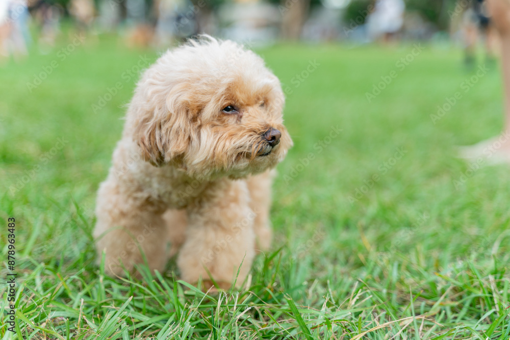 Adorable poodle enjoys happy time on the grass with owner on weekend Adorable poodle enjoys happy time on the grass with owner on weekend