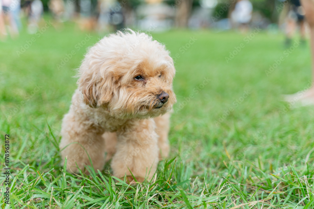 Adorable poodle enjoys happy time on the grass with owner on weekend Adorable poodle enjoys happy time on the grass with owner on weekend