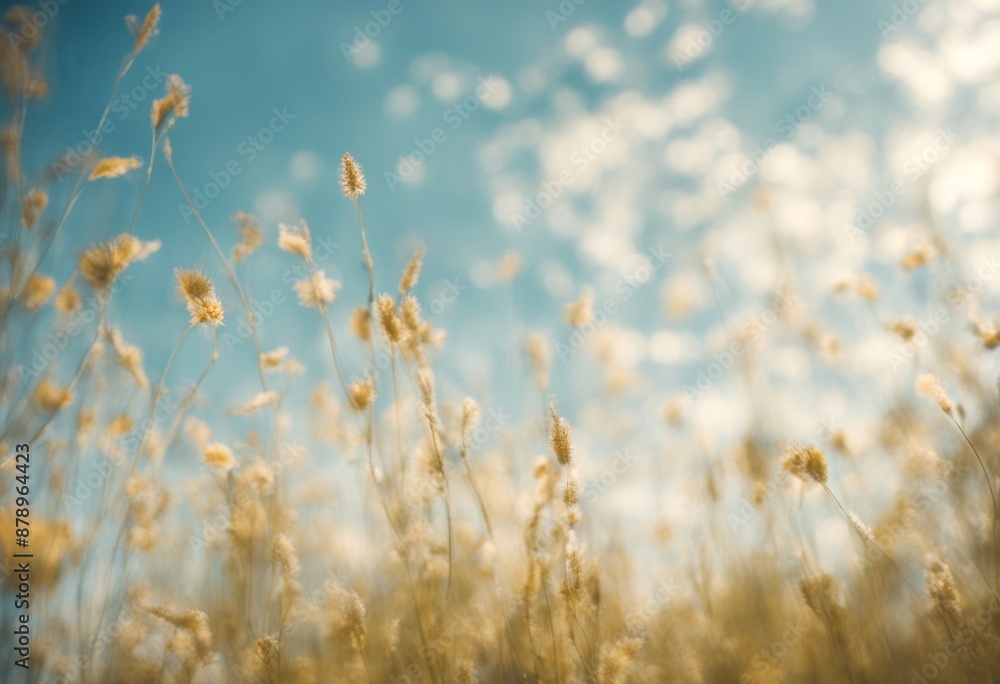 background beauty day abstract morning sunshine sunrise sky clear atmosphere cloud evening summer background beauty day abstract morning sunshine sunrise sky clear atmosphere cloud evening summer