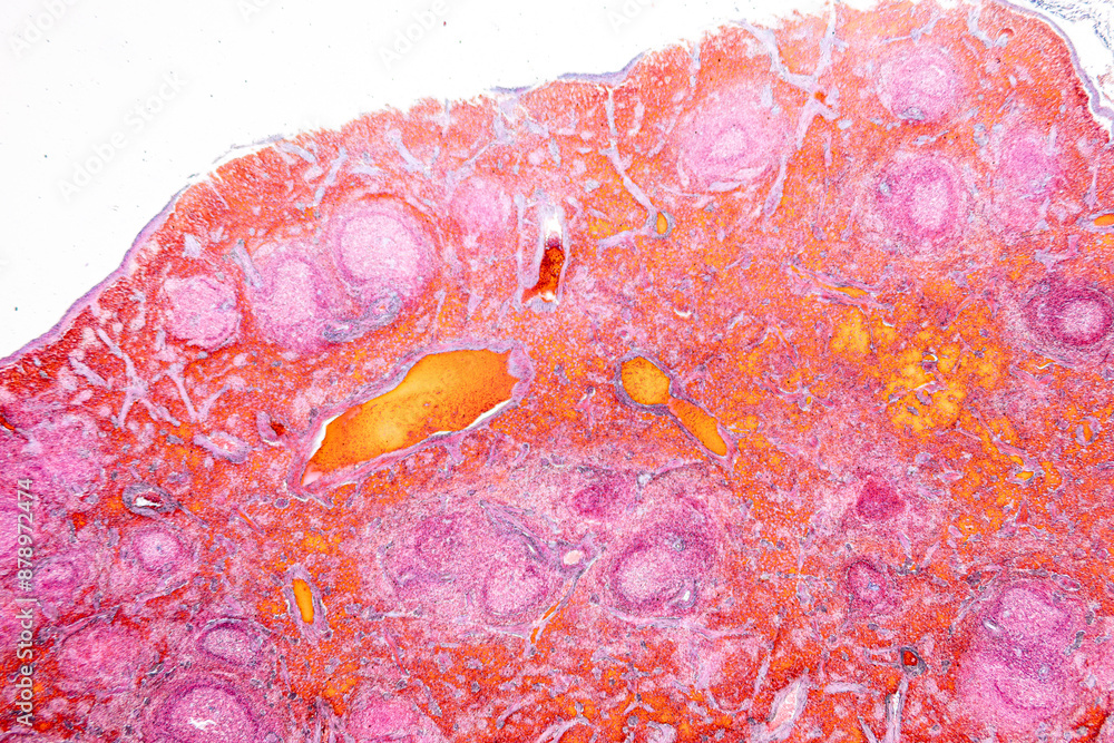 Pathology and Histology Tissue of Mouse, Rabbit, Cat and Cow under microscope. Pathology and Histology Tissue of Mouse, Rabbit, Cat and Cow under microscope.