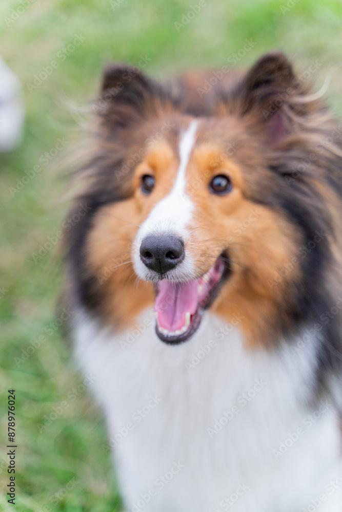 This photo shows a Shetland Sheepdog, or Sheltie, happily walking through a lush green meadow. With its fluffy, thick coat and energetic stride, the dog radiates joy and playfulness. This photo shows a Shetland Sheepdog, or Sheltie, happily walking through a lush green meadow. With its fluffy, thick coat and energetic stride, the dog radiates joy and playfulness.