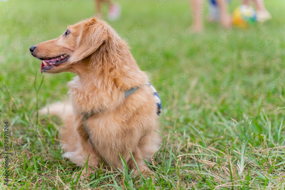 Cute dachshund dog playing on the grass on weekend afternoon and showing satisfied smile Cute dachshund dog playing on the grass on weekend afternoon and showing satisfied smile