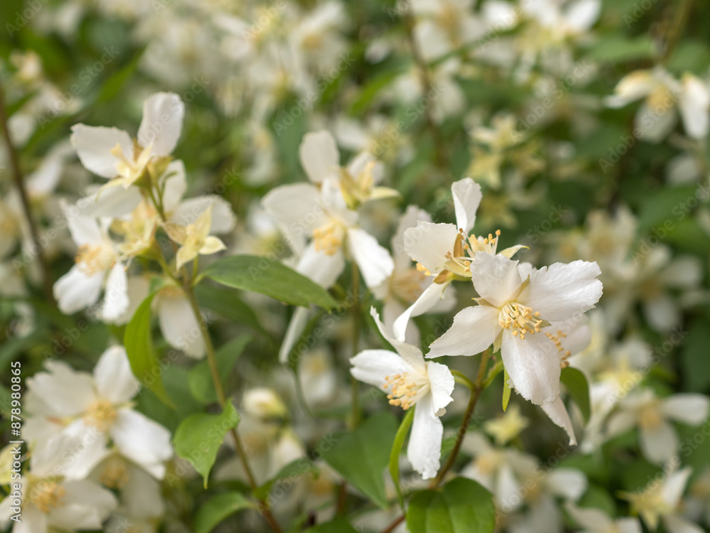 Fototapeta premium mock orange with white flowers in summer