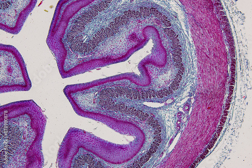 Pathology and Histology Tissue of Mouse, Rabbit, Cat and Cow under microscope. photo