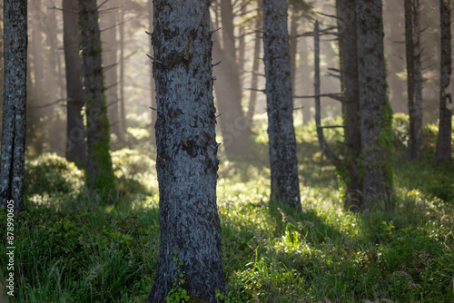 forest in autumn