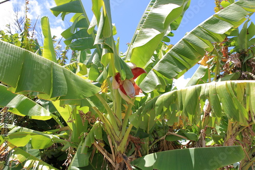 Photography Banana flower that impress the subtropical Island